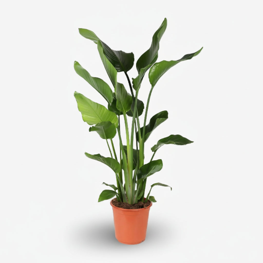 Strelitzia nicolai – Paradisier blanc / Oiseau de paradis - Verdeia