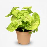 Syngonium Golden – Plante flèche dorée tropicale - Verdeia