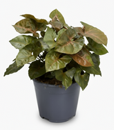 Syngonium Maria – Pied d’oie rose cuivré - Ø14cm - ↕25cm - Verdeia