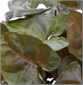 Syngonium Maria – Pied d’oie rose cuivré - Ø14cm - ↕25cm - Verdeia