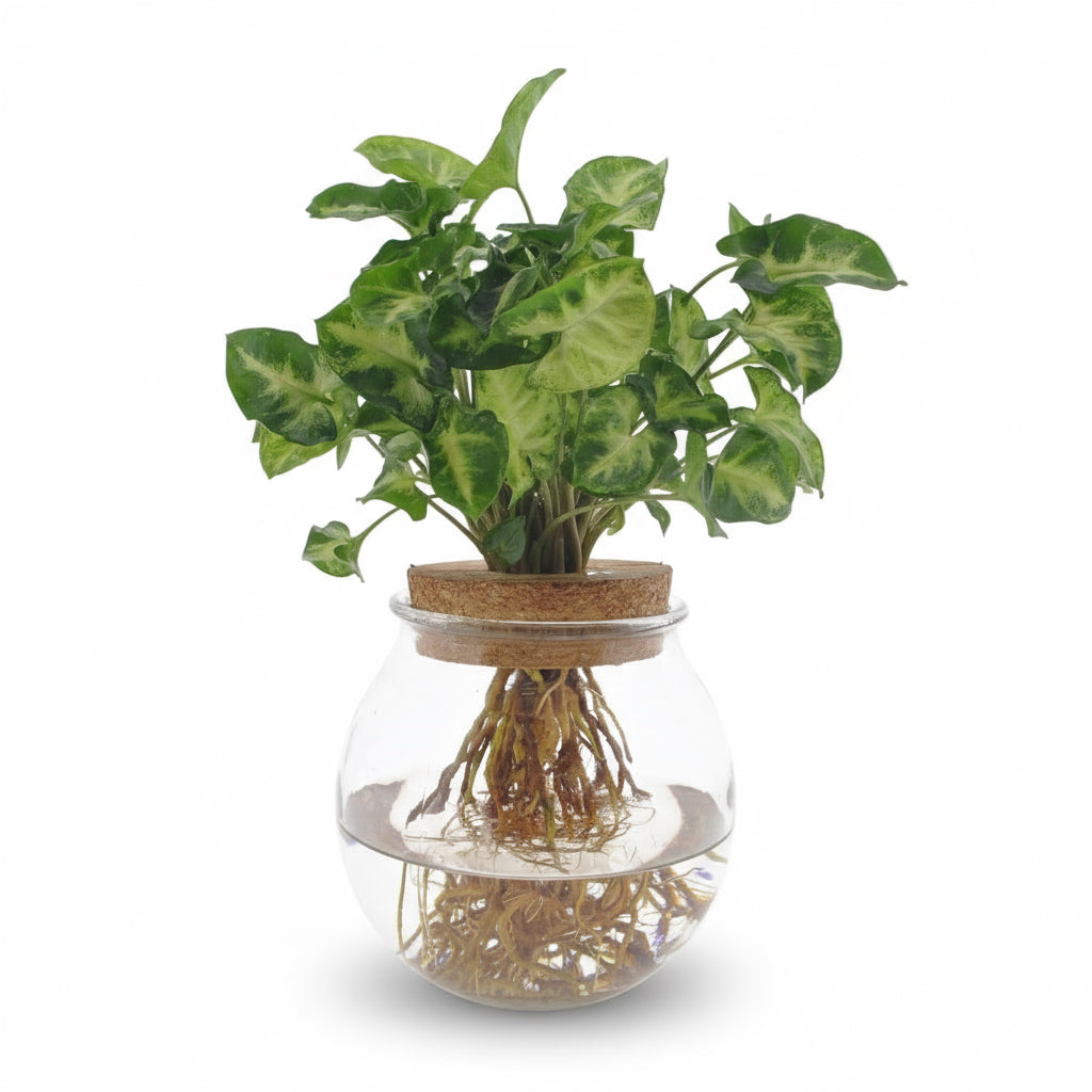 Syngonium ‘Pixie’ en hydroponie – Ø12cm – 30cm - Verdeia