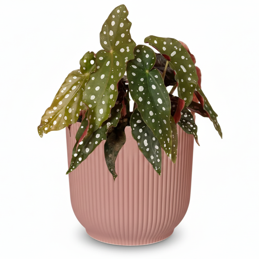 Begonia Maculata — Bégonia bambú — Ø14 cm — H30 cm + ELHO Vibes Fold rosa