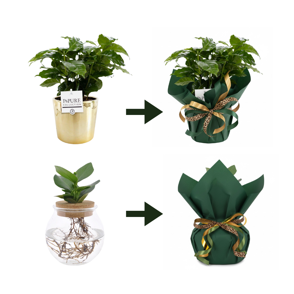 Emballage cadeau élégant - Papier &amp; ruban