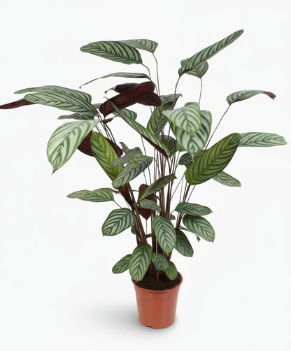 Ctenanthe oppenheimiana — &quot;Planta Nunca Nunca&quot;