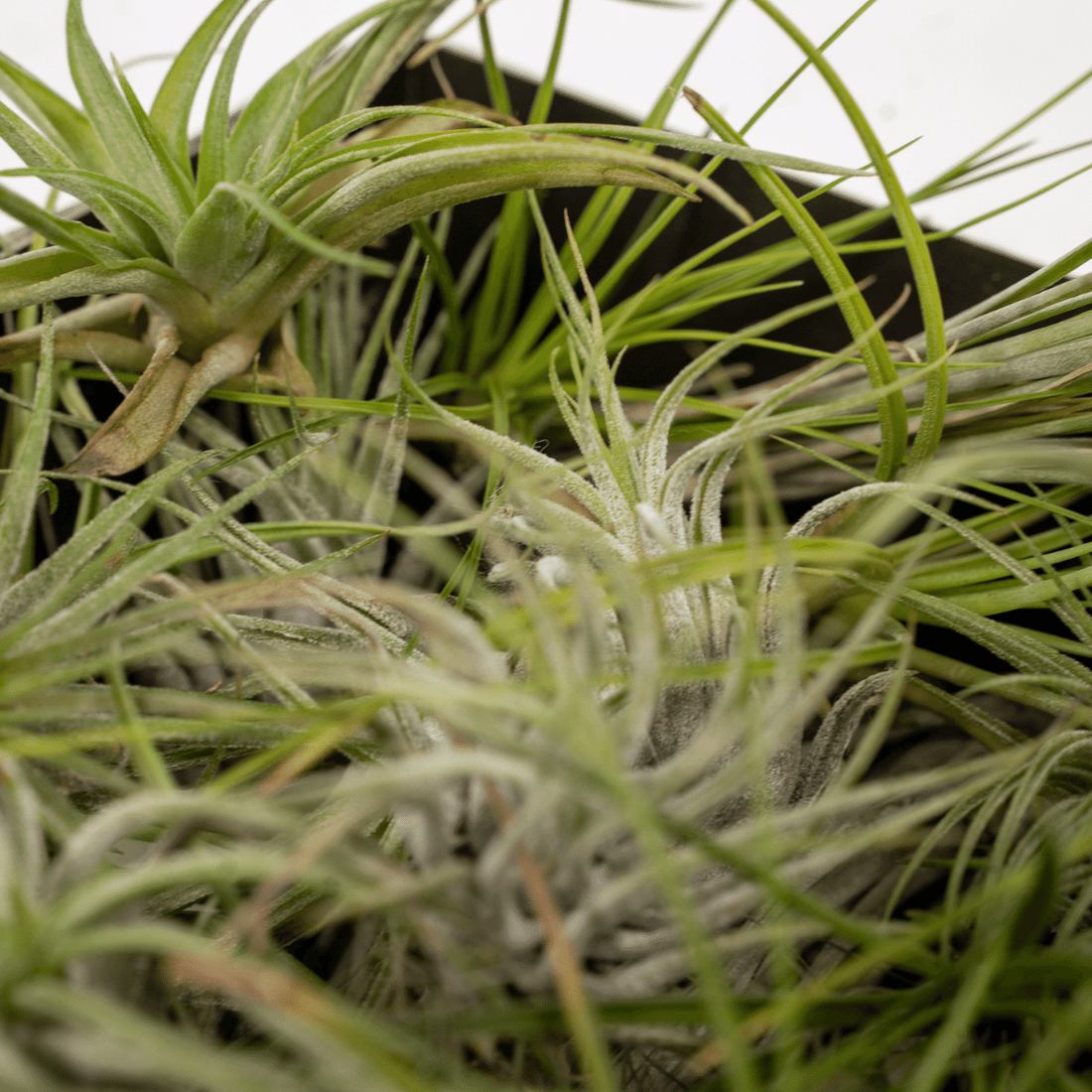 Tillandsia Air mix — Lot de 10 plantes aériennes — Ø6 cm - Verdeia