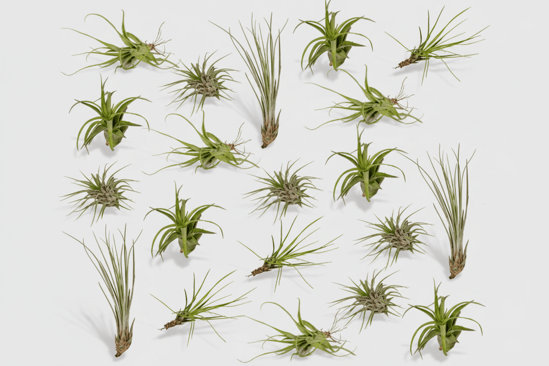 Tillandsia Air mix — Lot de 20 plantes aériennes — Ø6 cm - Verdeia