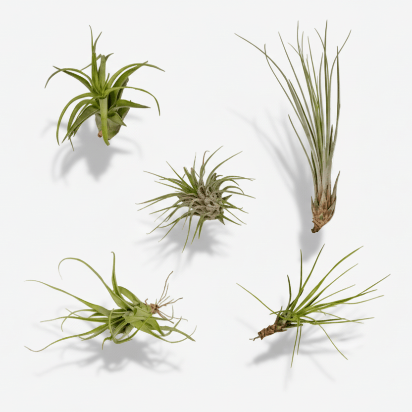Tillandsia Air mix — Plantes aériennes — Lot de 5 — Ø6 cm - Verdeia