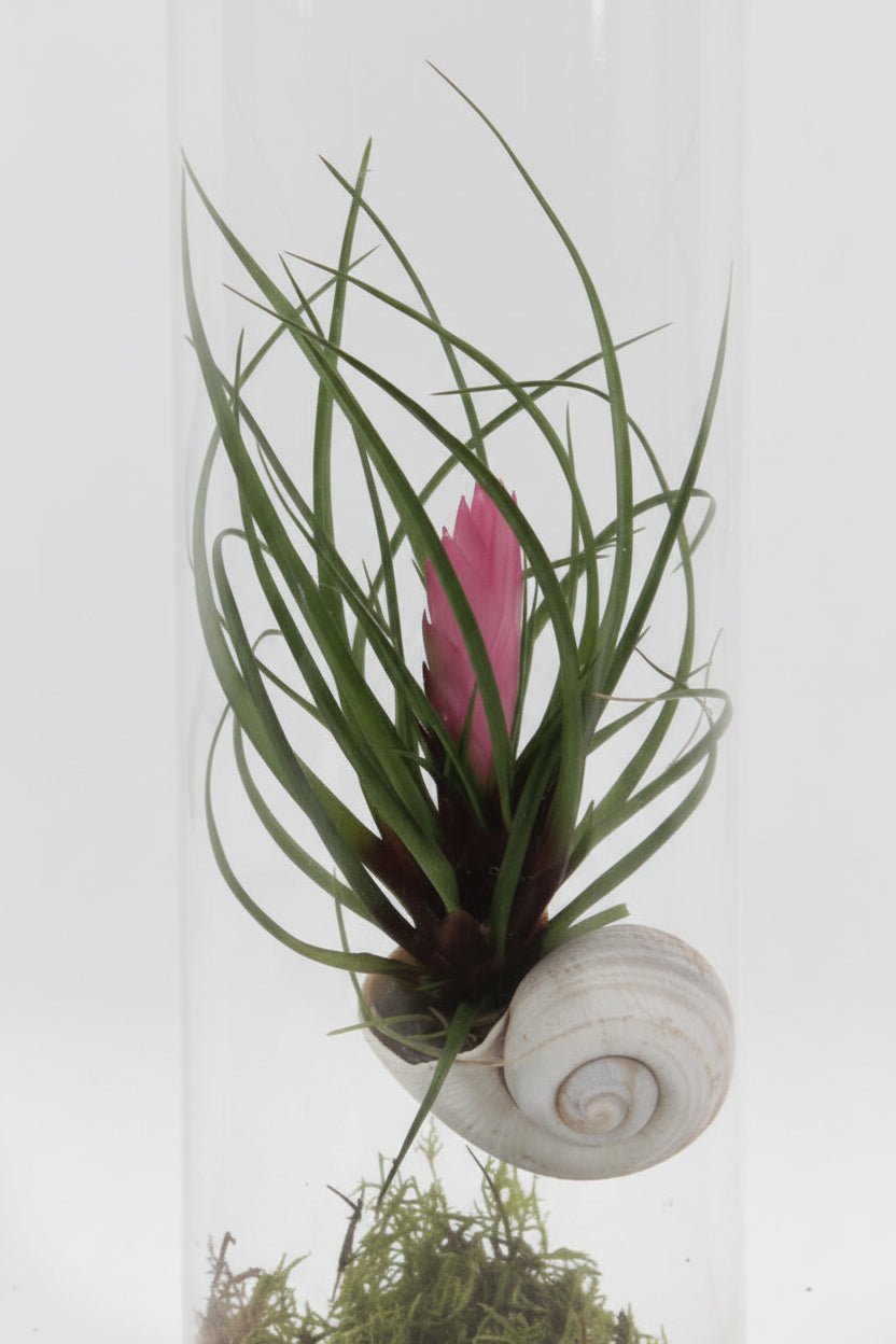 Tillandsia Cyanea — Plume rose — Ø11 cm — H38 cm - Verdeia