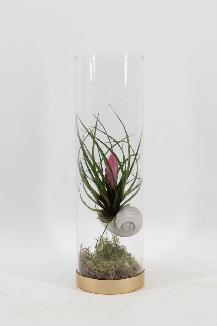 Tillandsia Cyanea — Plume rose — Ø11 cm — H38 cm - Verdeia