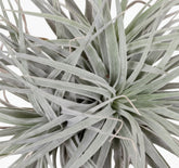 Tillandsia Super Silver XL – Plante aérienne d’intérieur – D20 x H15 cm - Verdeia