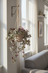 Tradescantia Zebrina Purpusii — Misère pourpre — Ø17 cm — H30 cm - Verdeia