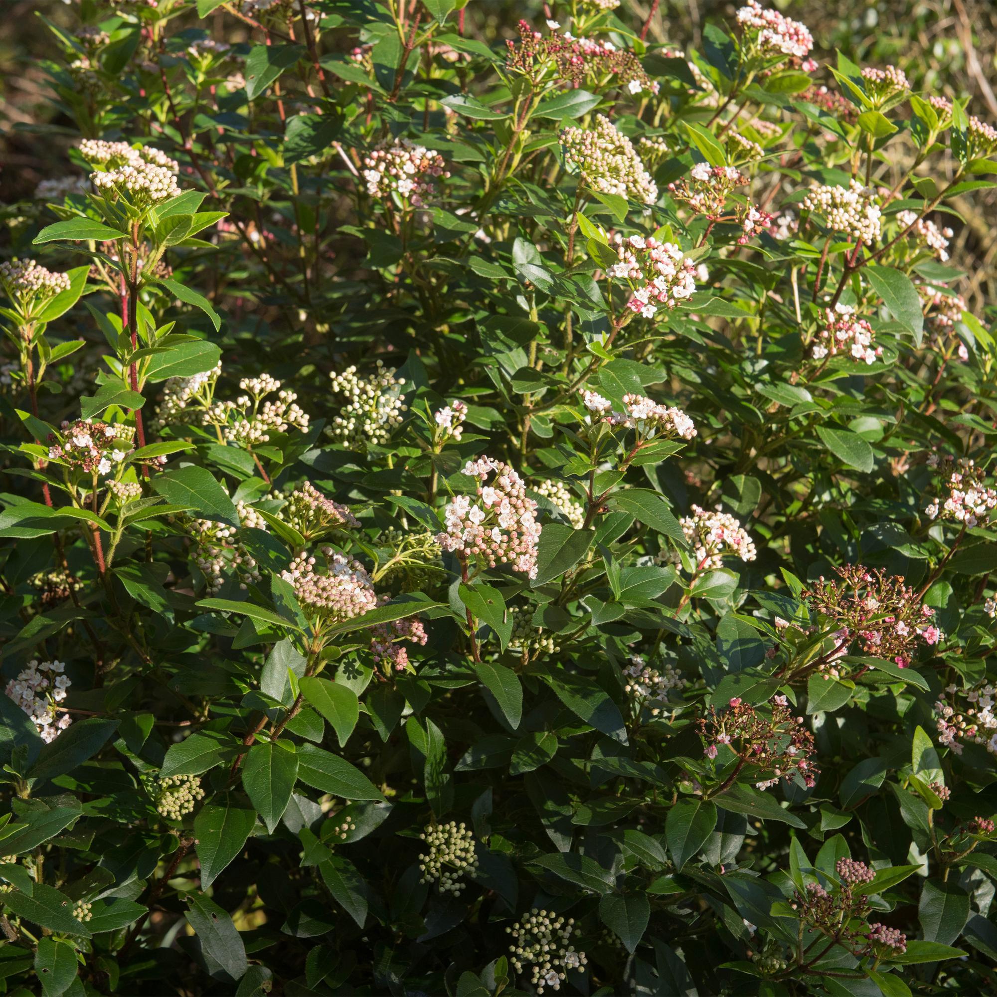 Viburnum tinus &