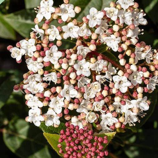 Viburnum tinus sur tige — Laurier - tin — Ø19 cm — H90 cm - Verdeia