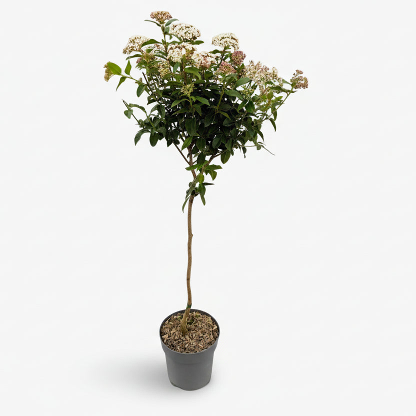 Viburnum tinus sur tige — Laurier - tin — Ø19 cm — H90 cm - Verdeia