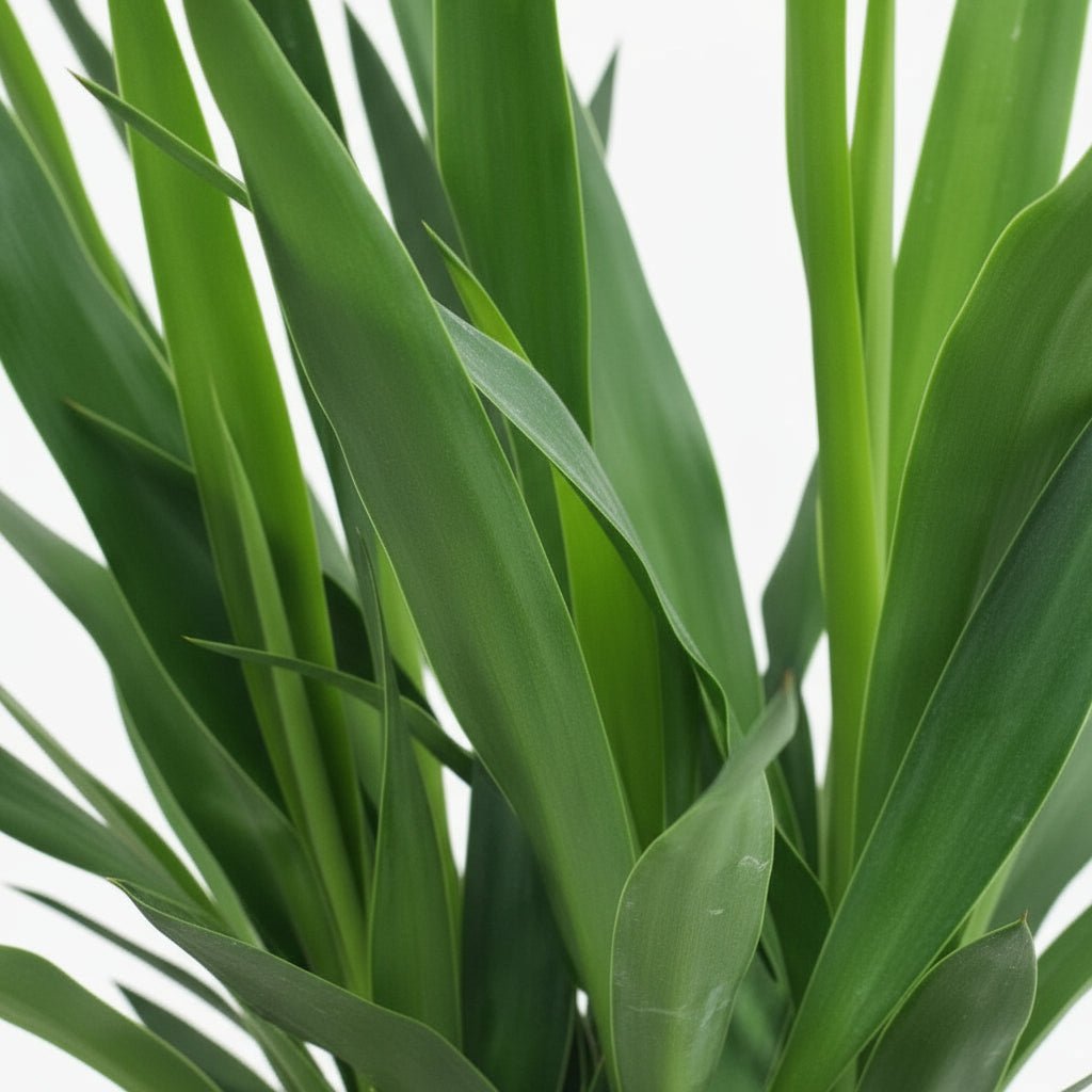 Yucca “Maya Tree” — Ø19 cm — H80 cm - Verdeia