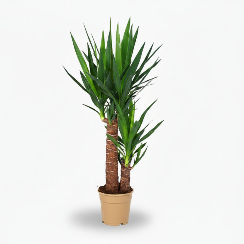 Yucca – Palmier de salon graphique et résistant - Verdeia