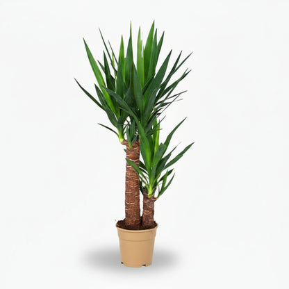 Yucca – Palmier de salon graphique et résistant - Verdeia