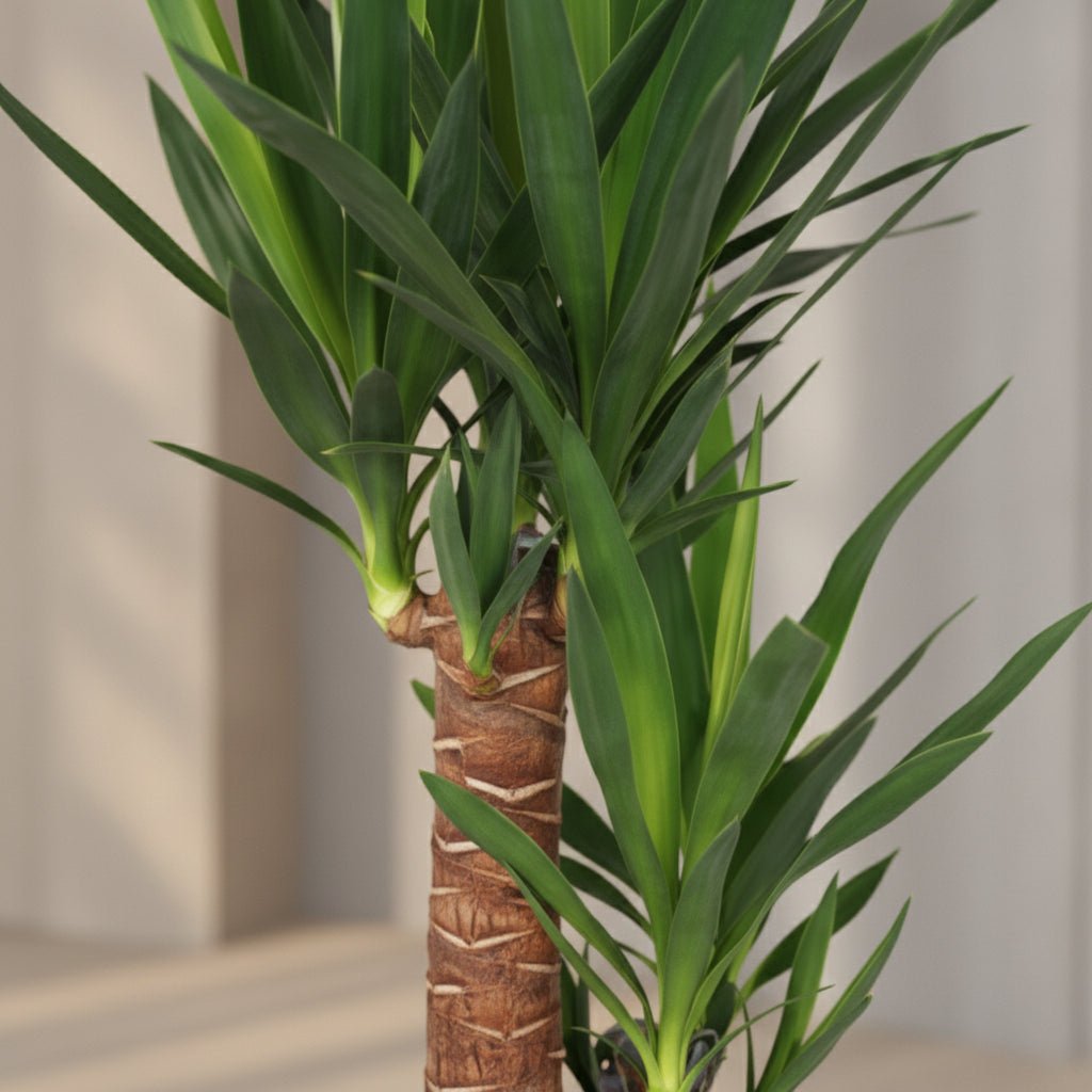 Yucca – Palmier de salon graphique et résistant - Verdeia