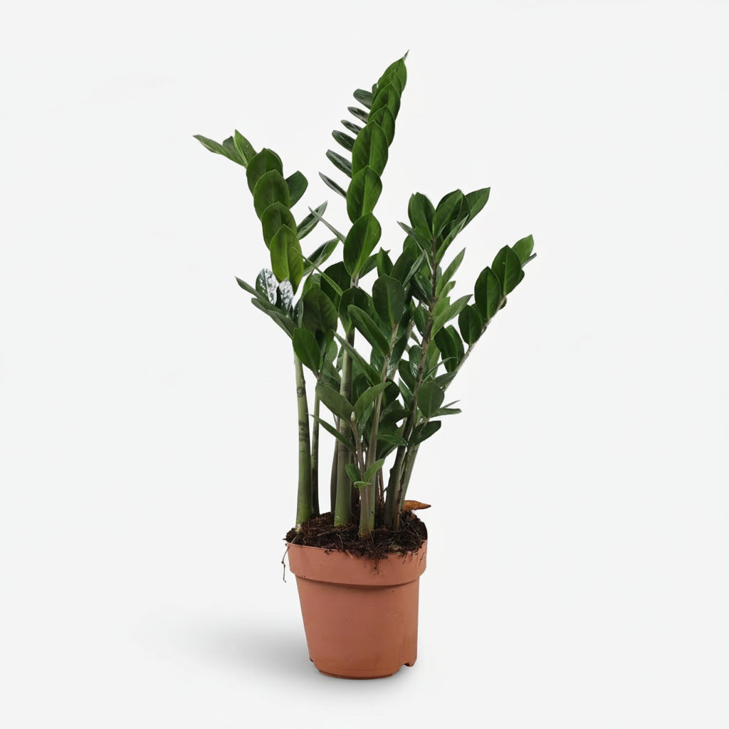 Zamioculcas - Plante ZZ - Verdeia