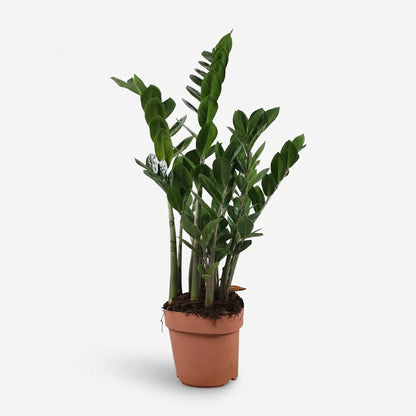 Zamioculcas - Plante ZZ - Verdeia