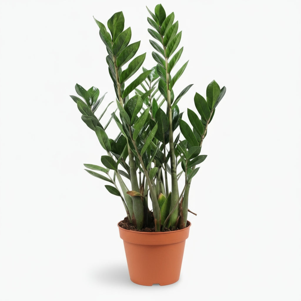 Zamioculcas - Plante ZZ - Verdeia