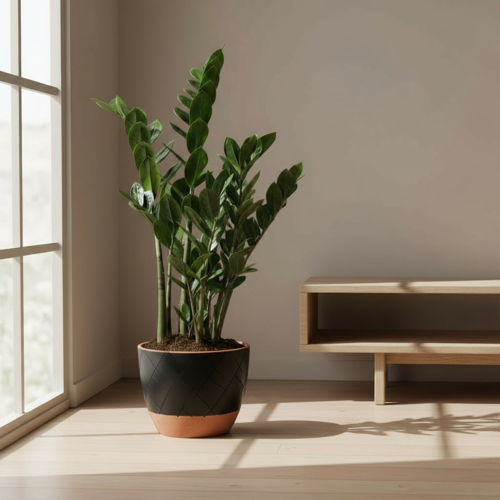 Zamioculcas zamiifolia — Plante ZZ - Verdeia